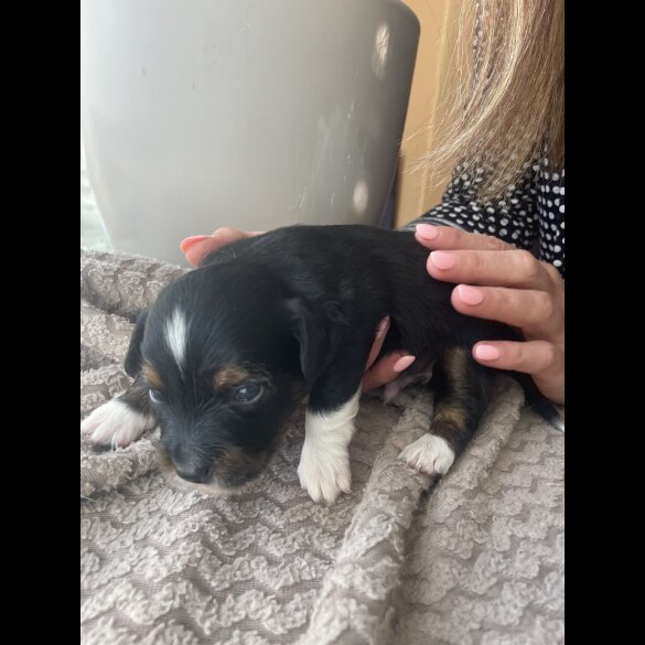 Mixed Breed - Both