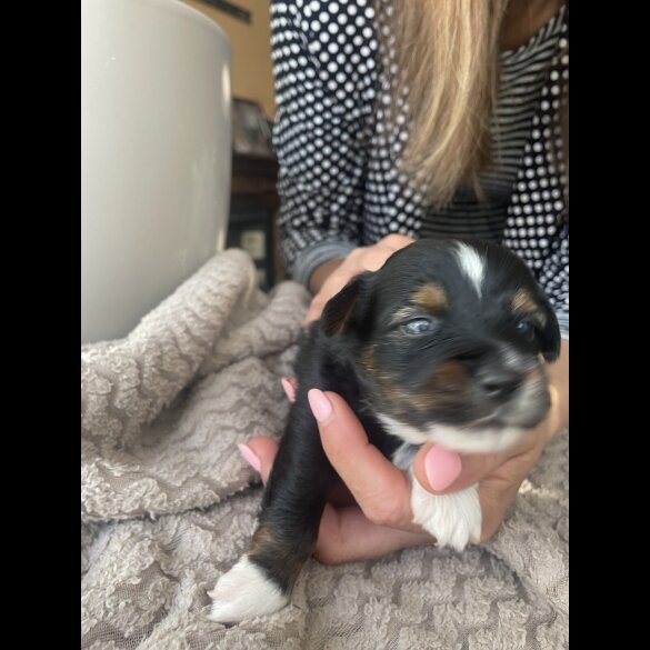 Mixed Breed - Both