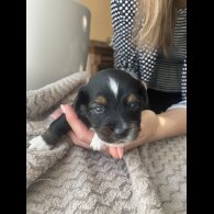 Mixed Breed - Both
