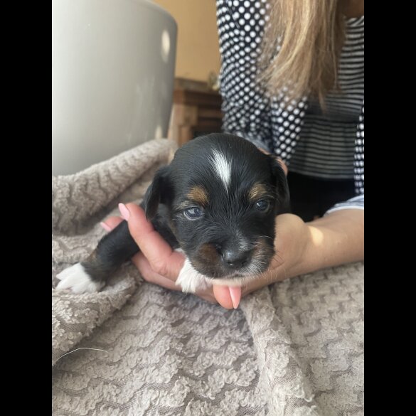 Mixed Breed - Both
