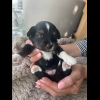 Mixed Breed - Both