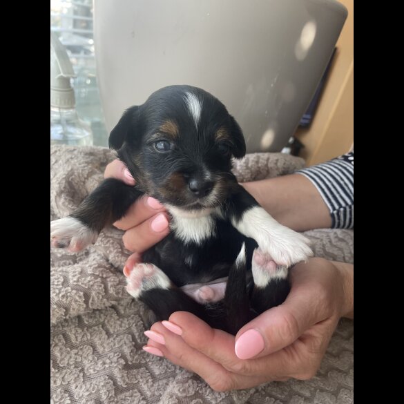 Mixed Breed - Both