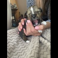Mixed Breed - Both