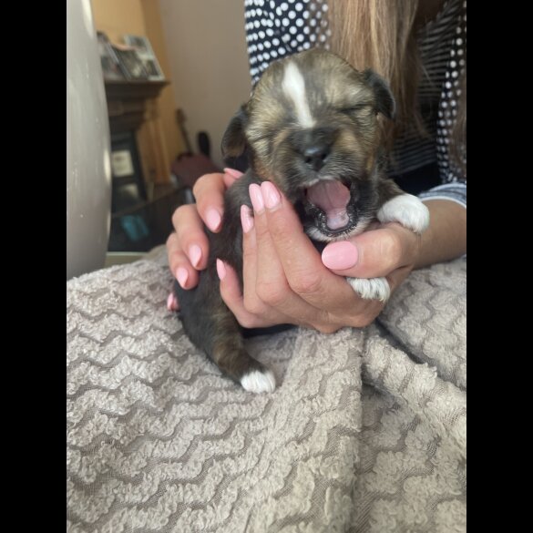Mixed Breed - Both