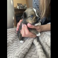 Mixed Breed - Both
