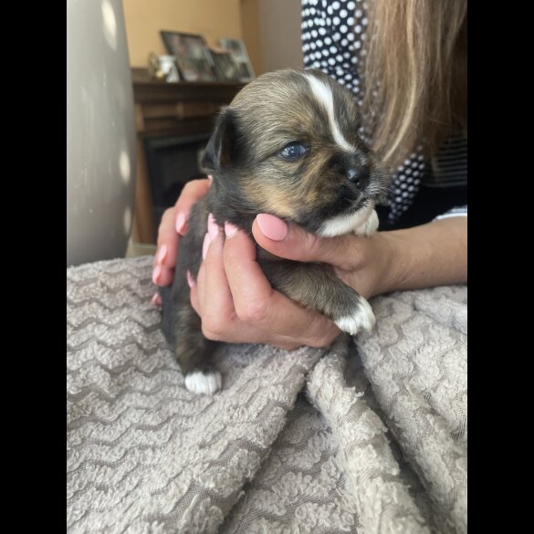 Mixed Breed - Both