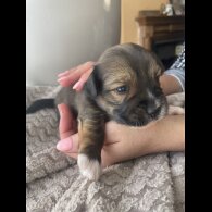 Mixed Breed - Both