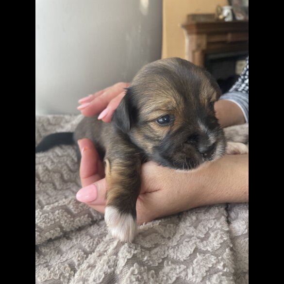 Mixed Breed - Both