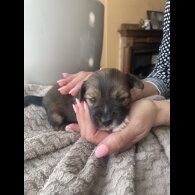Mixed Breed - Both