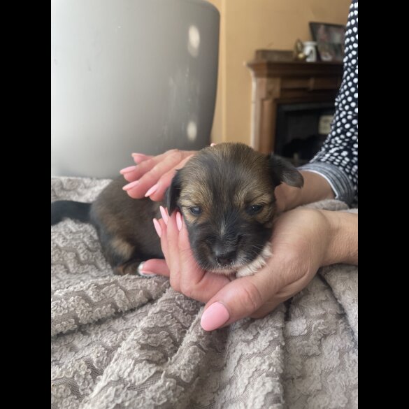 Mixed Breed - Both