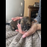 Mixed Breed - Both