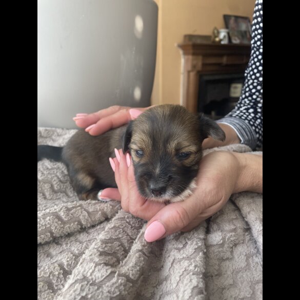 Mixed Breed - Both
