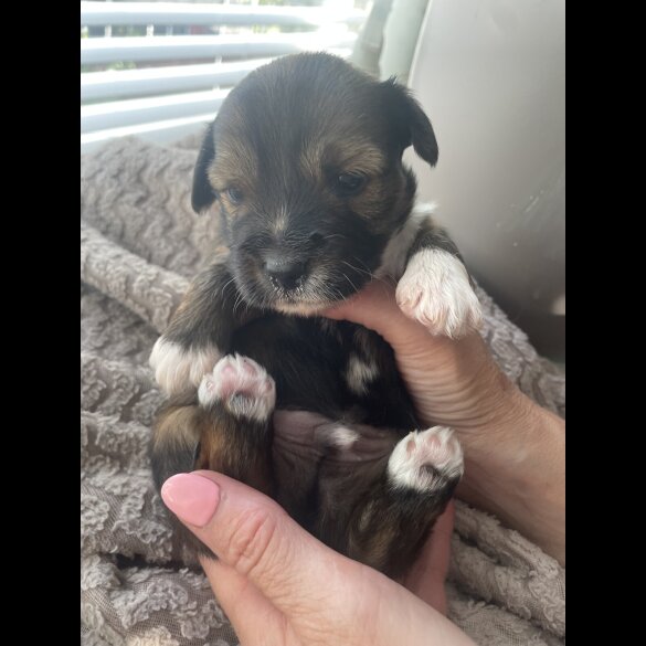 Mixed Breed - Both