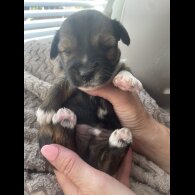 Mixed Breed - Both