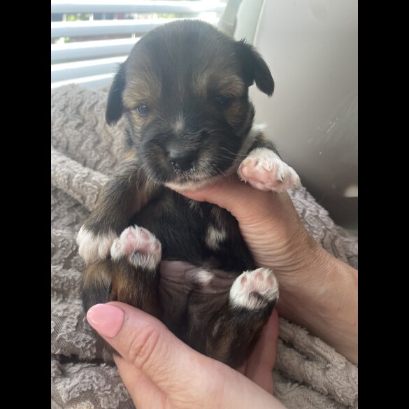Mixed Breed - Both
