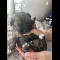 Mixed Breed - Both