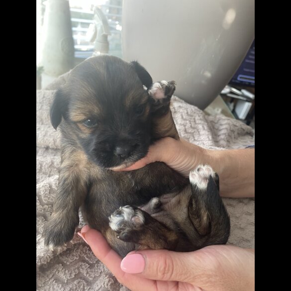 Mixed Breed - Both