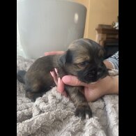Mixed Breed - Both