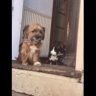 Mixed Breed - Both