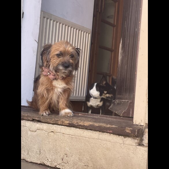 Mixed Breed - Both