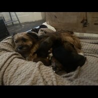 Mixed Breed - Both