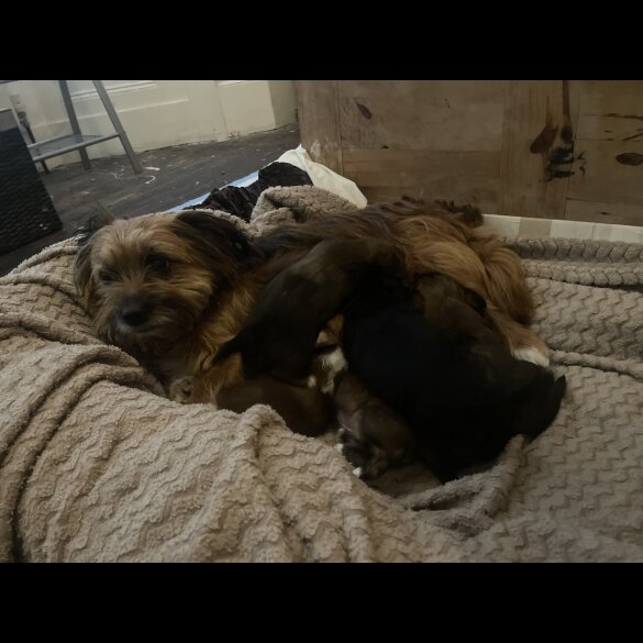 Mixed Breed - Both