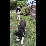 Mixed Breed - Both