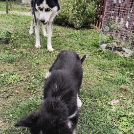 Mixed Breed - Both