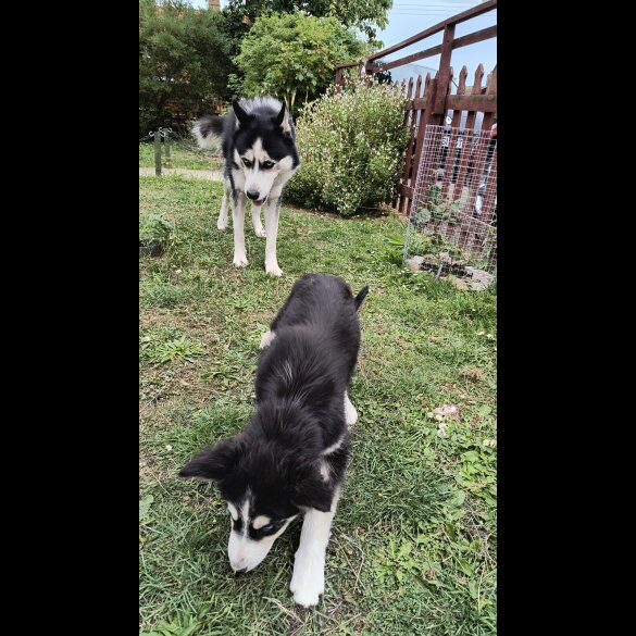 Mixed Breed - Both