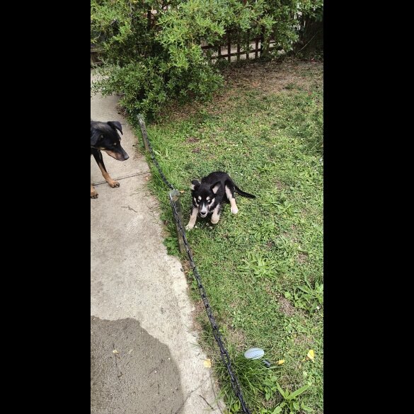 Mixed Breed - Both