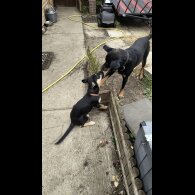 Mixed Breed - Both