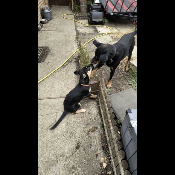 Mixed Breed - Both