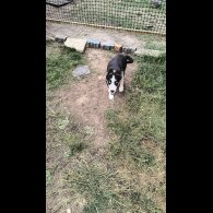 Mixed Breed - Both