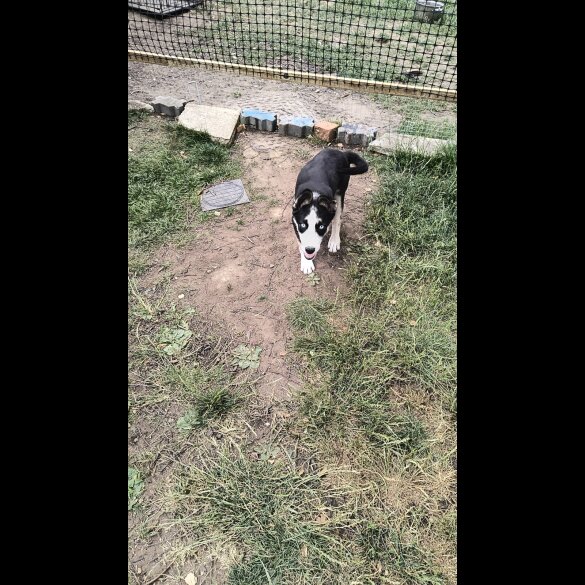 Mixed Breed - Both