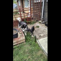 Mixed Breed - Both
