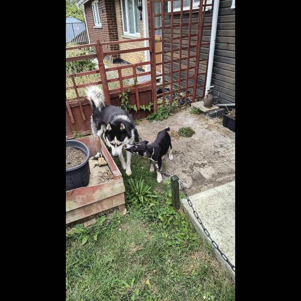 Mixed Breed - Both