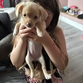 Mixed Breed - Both