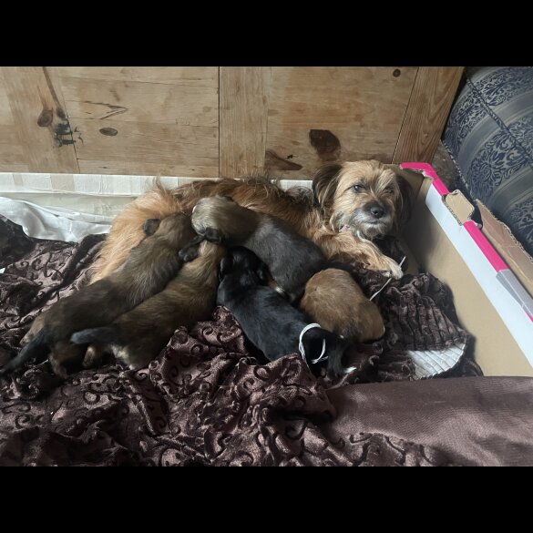 Mixed Breed - Both