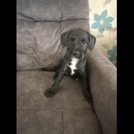 Mixed Breed - Both