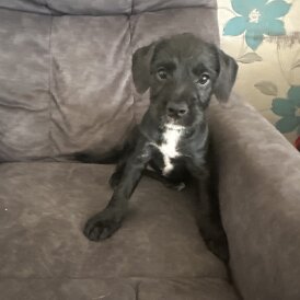Mixed Breed - Both