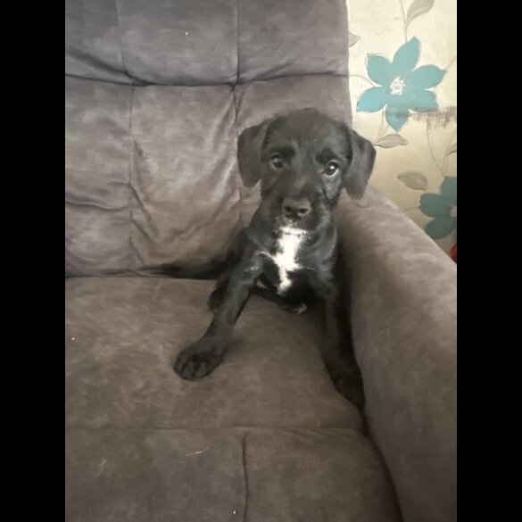 Mixed Breed - Both