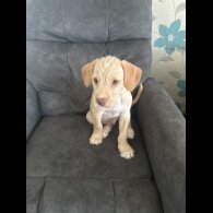 Mixed Breed - Both