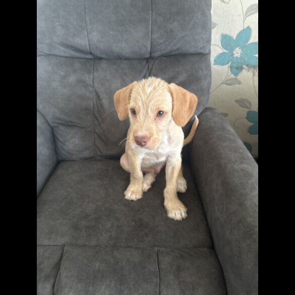 Mixed Breed - Both