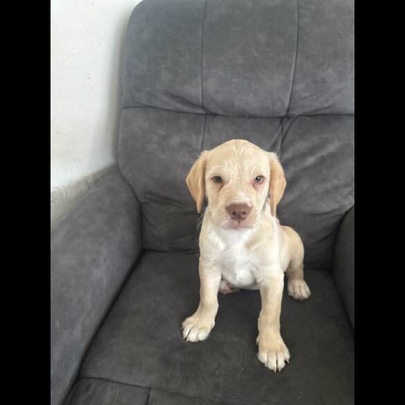 Mixed Breed - Both