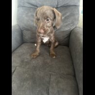 Mixed Breed - Both