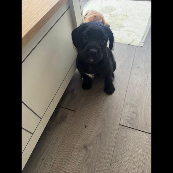 Mixed Breed - Both