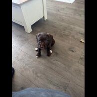 Mixed Breed - Both