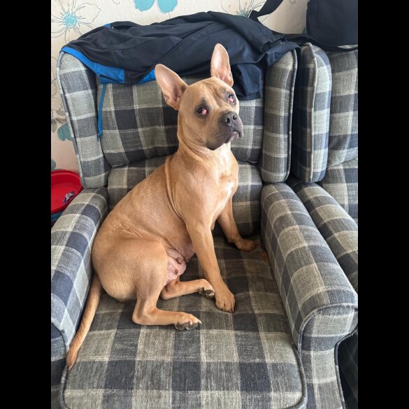 Mixed Breed - Both