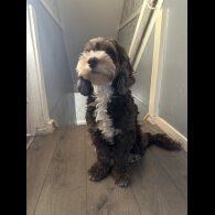 Mixed Breed - Both