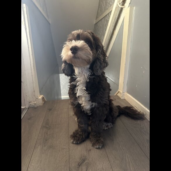 Mixed Breed - Both